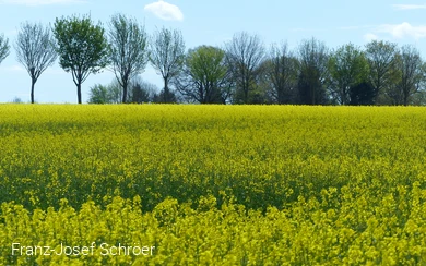 Rapsblüte im Obergerheimer Feld