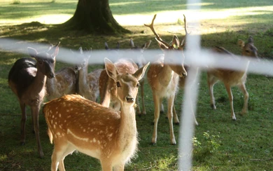 Rehe im LWL Park