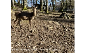 Rotwild im Bilsteintal Rotwild im Bilsteintal