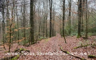 Naturbelassener Pfad