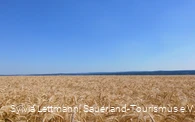 Blick über ein Feld auf der Haar