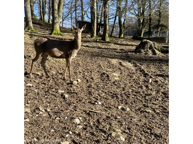 Rotwild im Bilsteintal