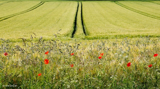 Blütenpracht-Mohn_33.JPG